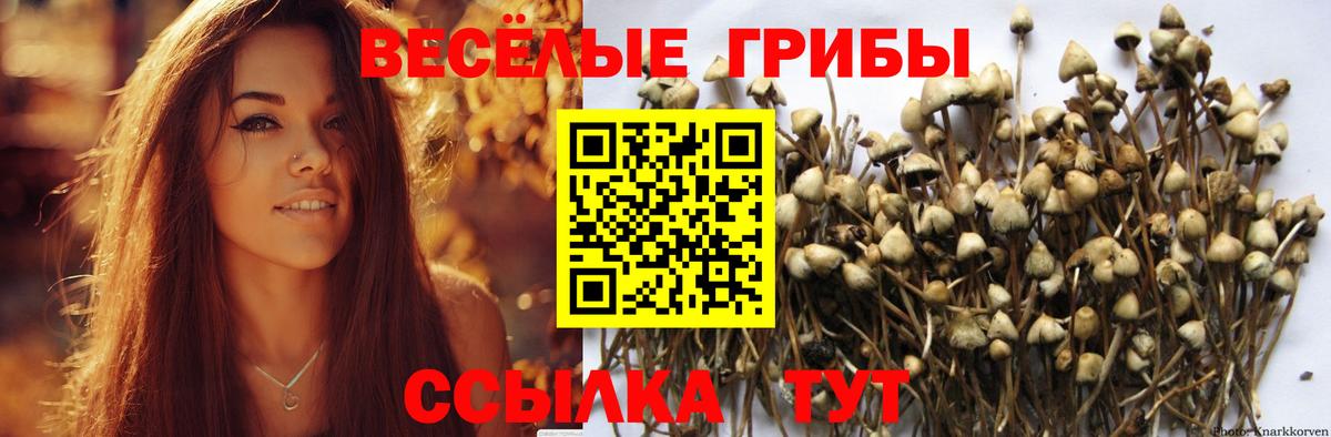 Псилоцибиновые грибы Cubensis Нягань